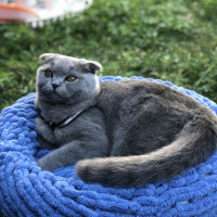 Scottish Fold, Kedi  Mia fotoğrafı