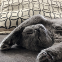 Scottish Fold, Kedi  Mia fotoğrafı