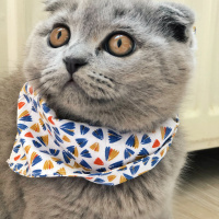 Scottish Fold, Kedi  Mia fotoğrafı
