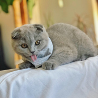 Scottish Fold, Kedi  Mia fotoğrafı