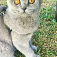 Scottish Fold, Kedi  Mia fotoğrafı
