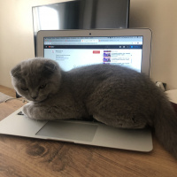 Scottish Fold, Kedi  Mia fotoğrafı