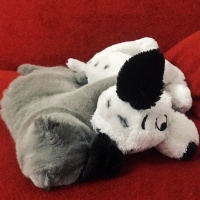 Scottish Fold, Kedi  Mia fotoğrafı