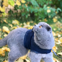 Scottish Fold, Kedi  Mia fotoğrafı