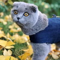 Scottish Fold, Kedi  Mia fotoğrafı