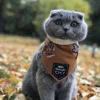 Scottish Fold, Kedi  Mia fotoğrafı