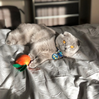Scottish Fold, Kedi  Mia fotoğrafı