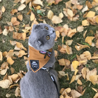 Scottish Fold, Kedi  Mia fotoğrafı