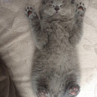 Scottish Fold, Kedi  Mia fotoğrafı