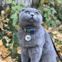 Scottish Fold, Kedi  Mia fotoğrafı