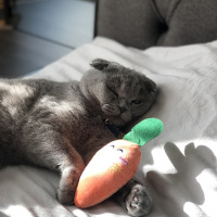 Scottish Fold, Kedi  Mia fotoğrafı