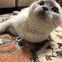 Scottish Fold, Kedi  Mia fotoğrafı