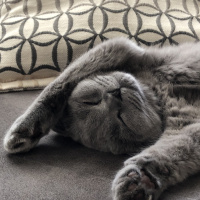 Scottish Fold, Kedi  Mia fotoğrafı