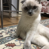 Scottish Fold, Kedi  Mia fotoğrafı