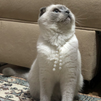 Scottish Fold, Kedi  Mia fotoğrafı