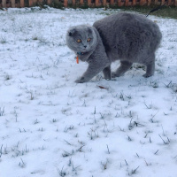 Scottish Fold, Kedi  Mia fotoğrafı