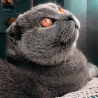Scottish Fold, Kedi  Mia fotoğrafı