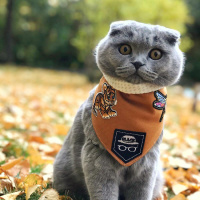 Scottish Fold, Kedi  Mia fotoğrafı