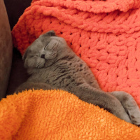 Scottish Fold, Kedi  Mia fotoğrafı
