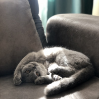 Scottish Fold, Kedi  Mia fotoğrafı