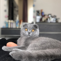 Scottish Fold, Kedi  Mia fotoğrafı