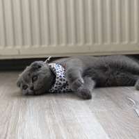 Scottish Fold, Kedi  Mia fotoğrafı