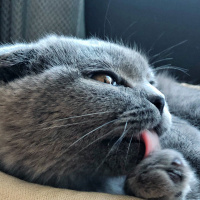 Scottish Fold, Kedi  Mia fotoğrafı