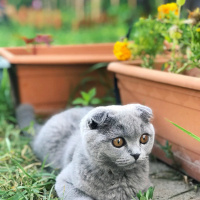 Scottish Fold, Kedi  Mia fotoğrafı