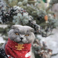 Scottish Fold, Kedi  Mia fotoğrafı