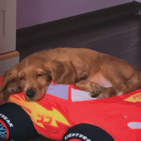 Amerikan Cocker Spaniel, Köpek  Tarçın fotoğrafı