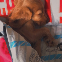 Amerikan Cocker Spaniel, Köpek  Tarçın fotoğrafı