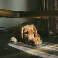Amerikan Cocker Spaniel, Köpek  Tarçın fotoğrafı