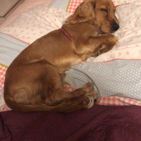 Amerikan Cocker Spaniel, Köpek  Tarçın fotoğrafı
