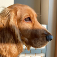 Amerikan Cocker Spaniel, Köpek  Tarçın fotoğrafı