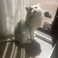 Chinchilla, Kedi  Nasip fotoğrafı