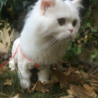 Chinchilla, Kedi  Nasip fotoğrafı