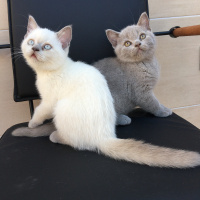 British Shorthair, Kedi  Pamuk fotoğrafı