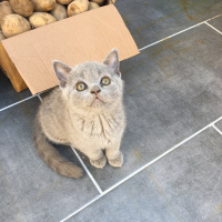 British Shorthair, Kedi  Pamuk fotoğrafı