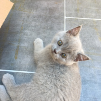 British Shorthair, Kedi  Pamuk fotoğrafı