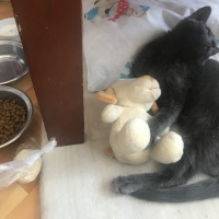 Mavi Rus, Kedi  Bitter fotoğrafı