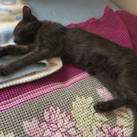 Mavi Rus, Kedi  Bitter fotoğrafı