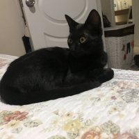 Bombay, Kedi  Bihter fotoğrafı