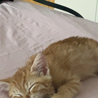 Tekir Kedi, Kedi  simba fotoğrafı