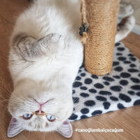 British Shorthair, Kedi  Mecnun fotoğrafı