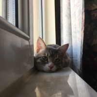 Tekir Kedi, Kedi  Vita fotoğrafı