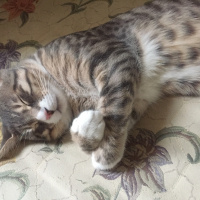 Tekir Kedi, Kedi  Vita fotoğrafı