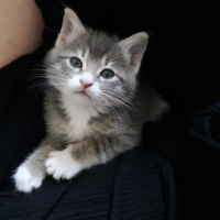 Tekir Kedi, Kedi  Vita fotoğrafı