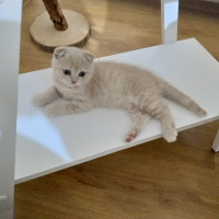 Scottish Fold, Kedi  Karamel fotoğrafı
