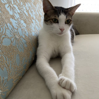 Tekir Kedi, Kedi  Çakıl fotoğrafı