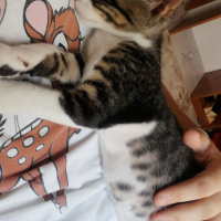 Tekir Kedi, Kedi  Cücük fotoğrafı